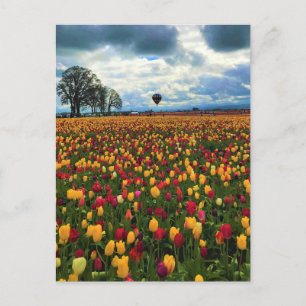 Carte Postale Ferme de Tulip en Oregon
