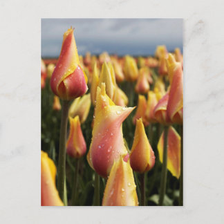 Carte Postale Ferme de tulipes Wooden Shoe Vertical