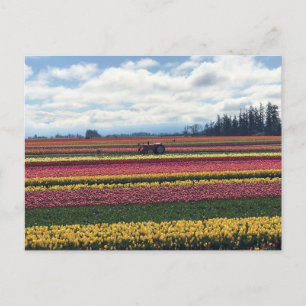 Carte Postale Ferme de tulipes Wooden Shoe, Woodburn, Oregon