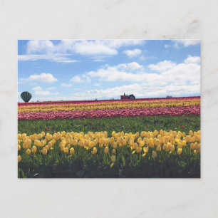 Carte Postale Ferme de tulipes Wooden Shoe, Woodburn, Oregon
