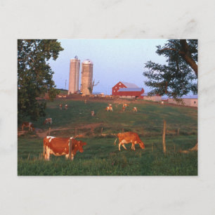 Carte Postale Ferme laitière