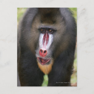 Carte Postale Fermer Mandril (Mandrillus sphinx)