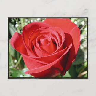 Carte postale Fermer Rose rouge