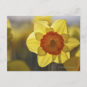 Carte Postale Fermer une jonquille jaune/orange