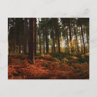 Carte Postale Fermes d'automne