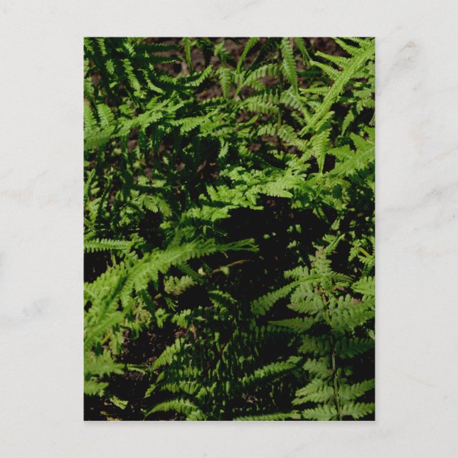Carte Postale Fermes du plancher forestier (Devant)