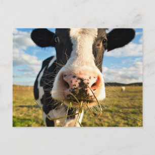 Carte Postale Fermes   Vache Holstein Chewing