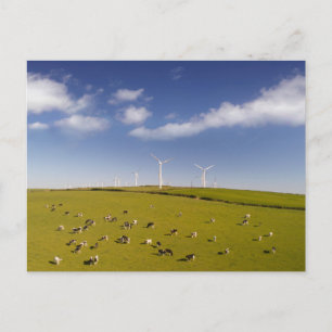 Carte Postale Fermes Vaches près de la ferme de moulin à vent