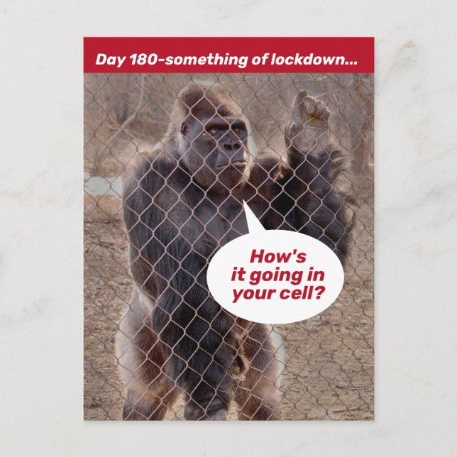 Carte Postale Fermeture De La Prison De Gorilla Pendant L'Abri E (Devant)
