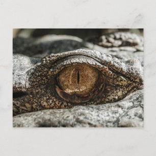 CARTE POSTALE FERMETURE DE L'OEIL ALLIGATOR