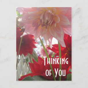 Carte Postale Fermez-vous vers le haut des fleurs de dahlia en