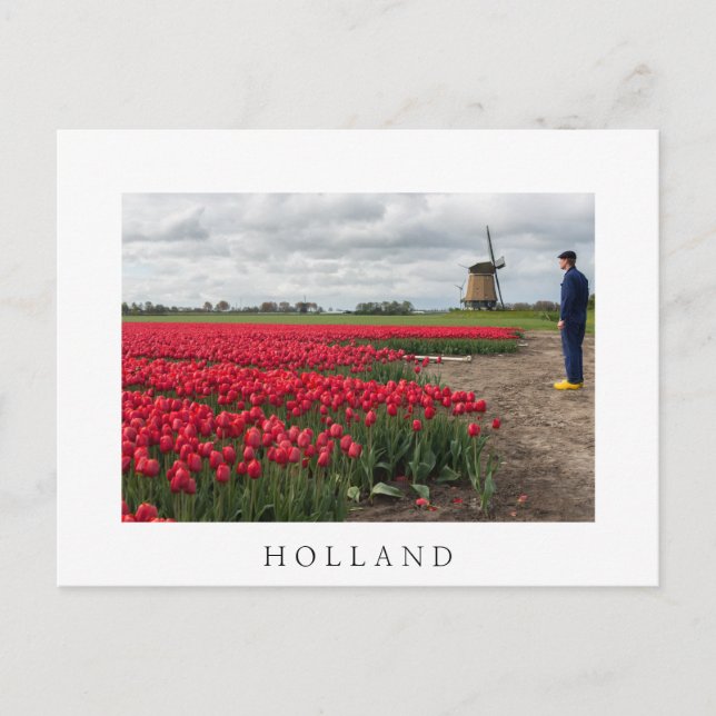 Carte Postale Fermier inspectant ses tulipes et son moulin à ven (Devant)