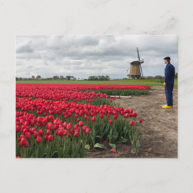 Carte Postale Fermier inspectant ses tulipes et son moulin à ven (Devant)