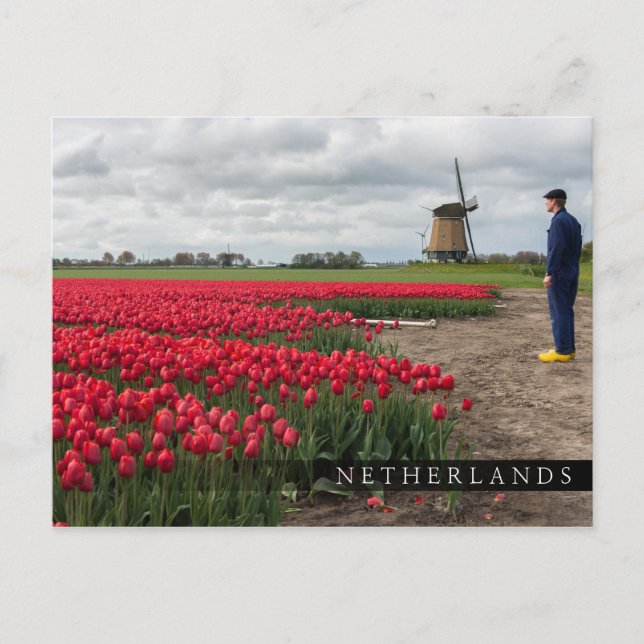 Carte Postale Fermier inspectant ses tulipes et son moulin à ven (Devant)