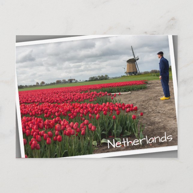 Carte Postale Fermier inspectant ses tulipes et son moulin à ven (Devant)