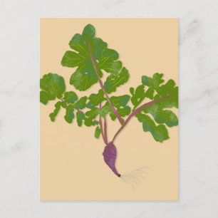 Carte Postale Fermier Radish Turnips Jardinage Plante