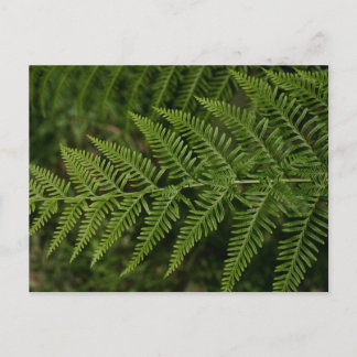 Carte Postale Fern
