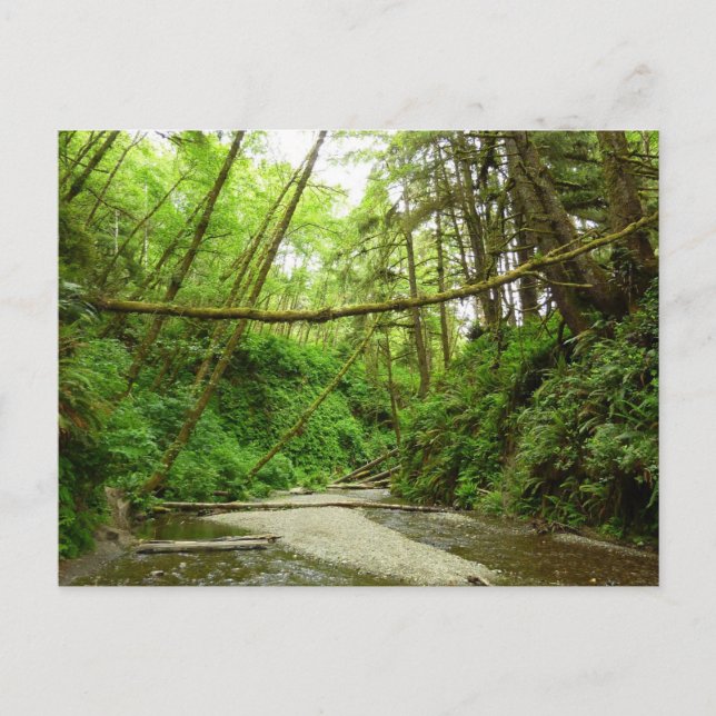 Carte Postale Fern Canyon I au Redwood National Park (Devant)