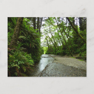 Carte Postale Fern Canyon II au Parc national de Redwood