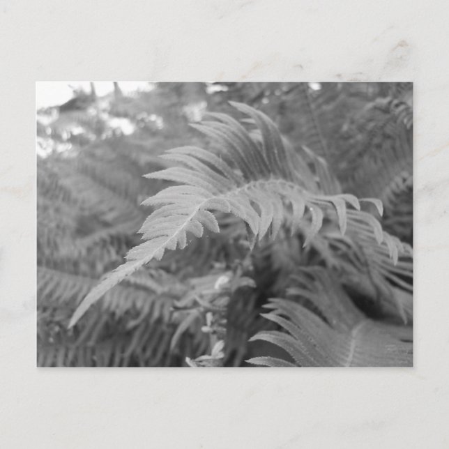 Carte Postale Fern Friendly (Devant)