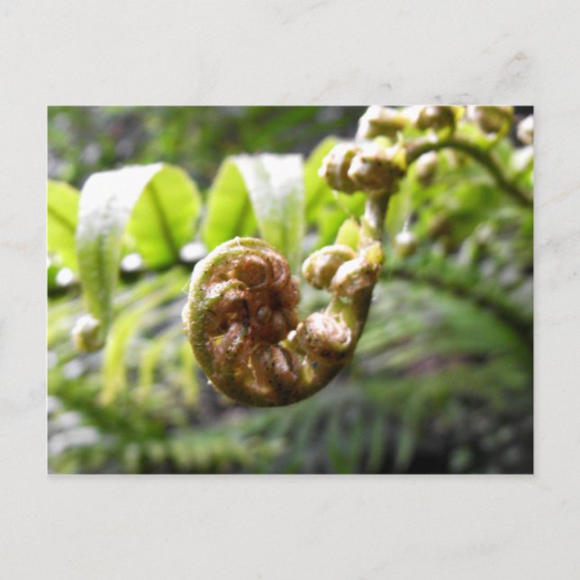 Carte Postale Fern Frond (Devant)