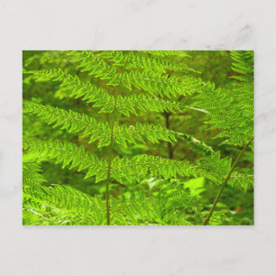 Carte Postale Fern Fronds III Nature verte Botanique