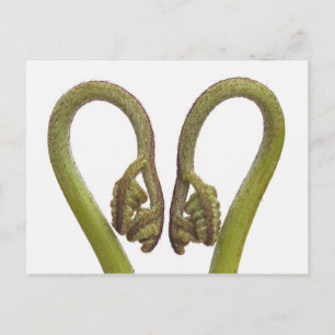 Carte Postale Fern sprouts 2
