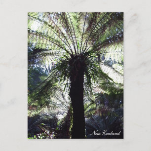 Carte Postale Fern Tree, Nouvelle-Zélande, nature indigène