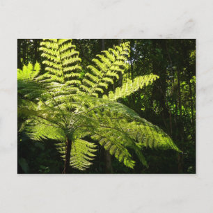 Carte Postale Ferne arborescente dans la forêt tropicale