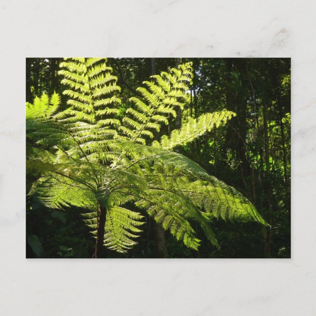 Carte Postale Ferne arborescente dans la forêt tropicale (Devant)