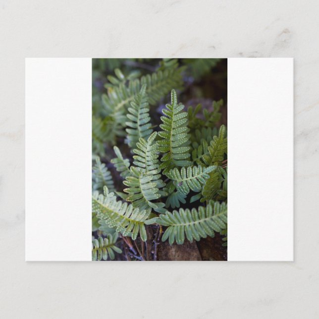 Carte Postale Ferne de résurrection - Polypodium polypodioides (Devant)