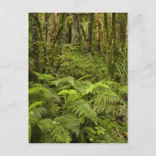 Carte Postale Ferns and native bush near Matai Falls, Catlins