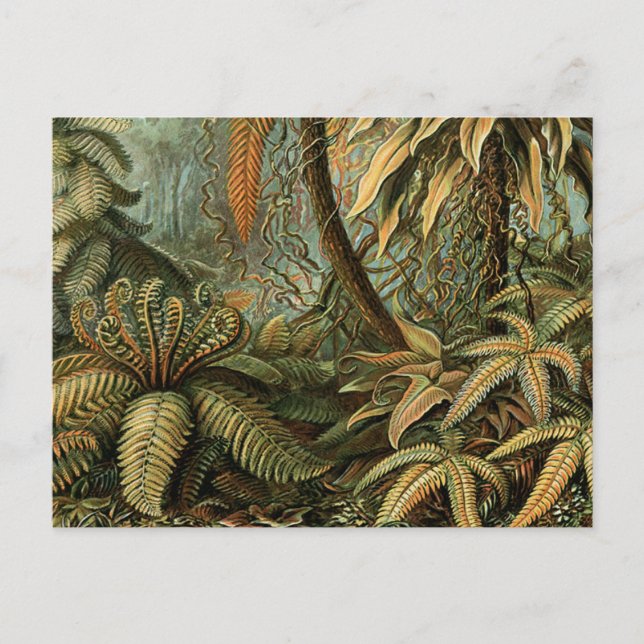 Carte Postale Ferns Palm Tree Antiquité Botanique Ferns Art (Devant)