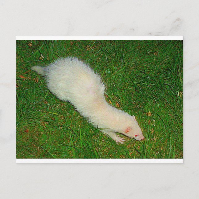 Carte Postale Ferret (Devant)