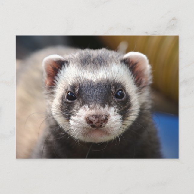 Carte Postale Ferret (Devant)