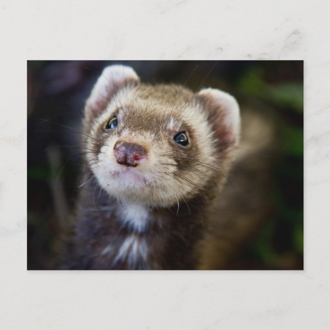 Carte Postale Ferret (Devant)