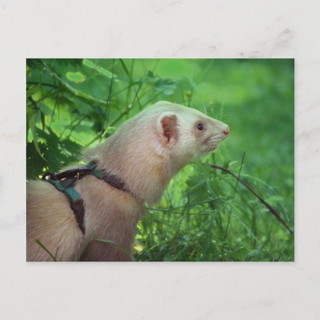 Carte Postale Ferret 6 (Devant)