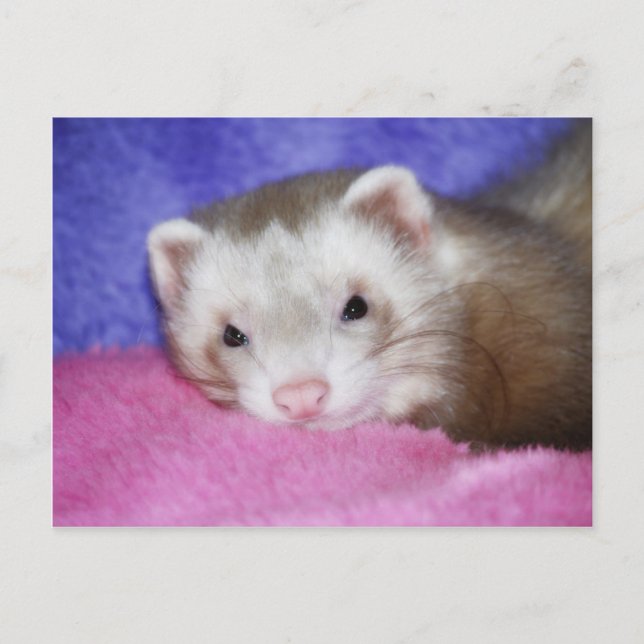 Carte Postale Ferret 9 (Devant)