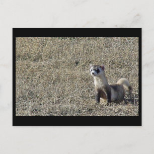 Carte Postale Ferret à pied noir