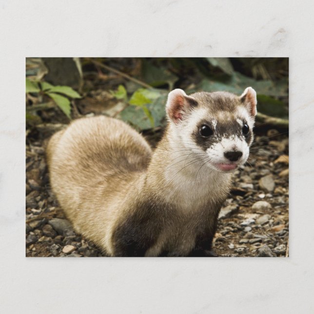 Carte Postale Ferret à pied noir (Devant)