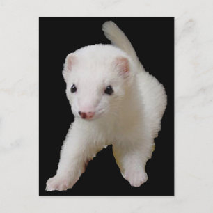 Carte Postale Ferret Bébé Blanc