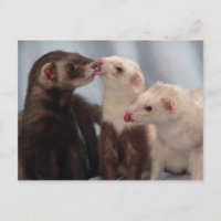 Carte postale Ferret Love