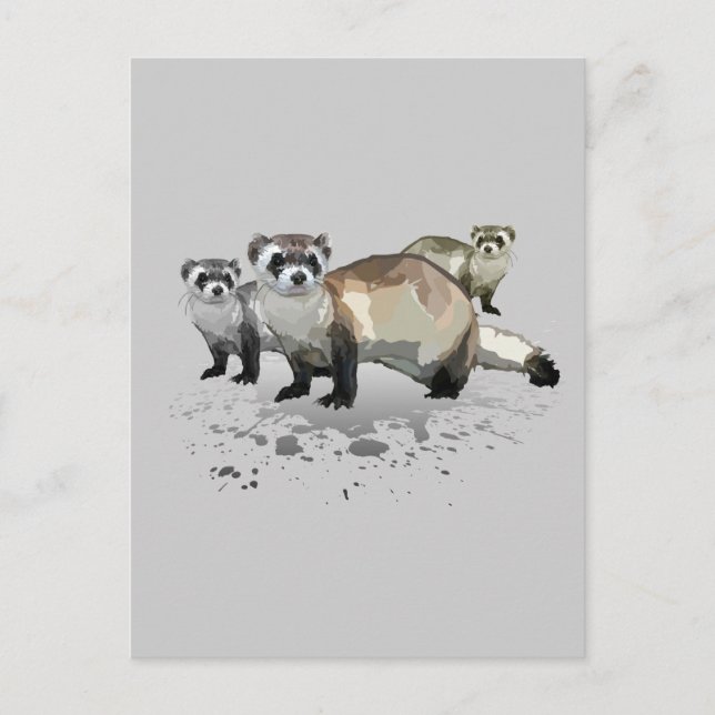 Carte Postale Ferrets (Devant)
