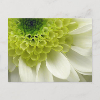 Carte Postale Festin de chaux