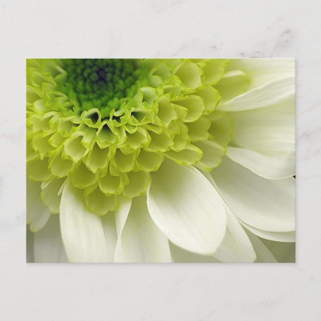 Carte Postale Festin de chaux (Devant)