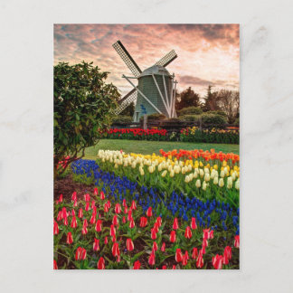 Carte Postale Festival de Tulip