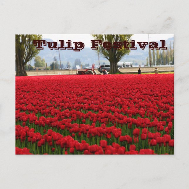 Carte Postale Festival de tulipe (Devant)