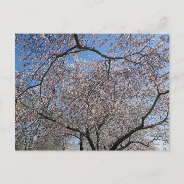 Carte Postale Festival national de fleurs de cerises Washington  (Devant)