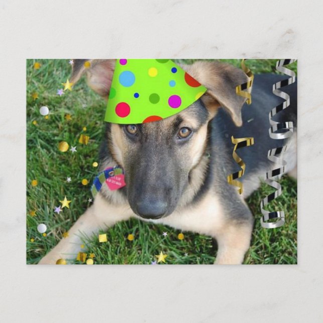 Carte Postale Fête d'anniversaire animal berger allemand (Devant)