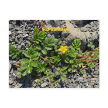 FÊTE DE COULEUR CALIFORNIENNE : SEPTEMBRE